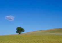 Sixteenth Sunday – “Come away and rest for a while”