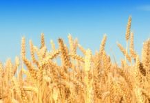 Fifth Sunday of Lent – “Unless a grain falls to the ground”